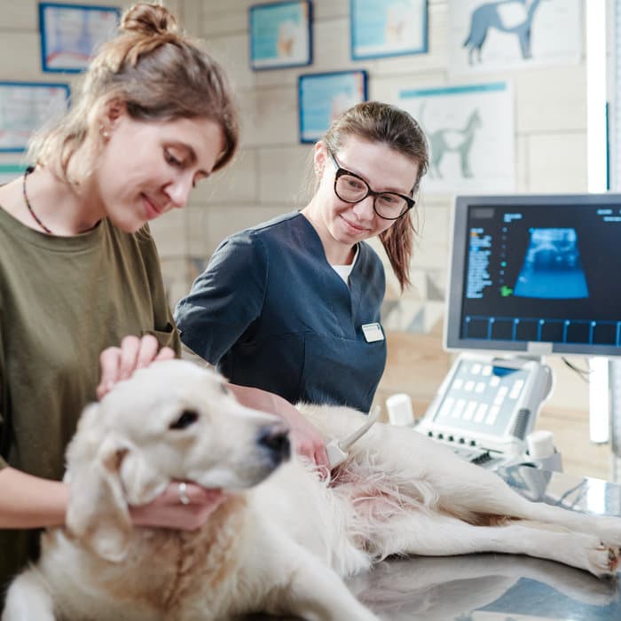 Veterinary exam of a dog