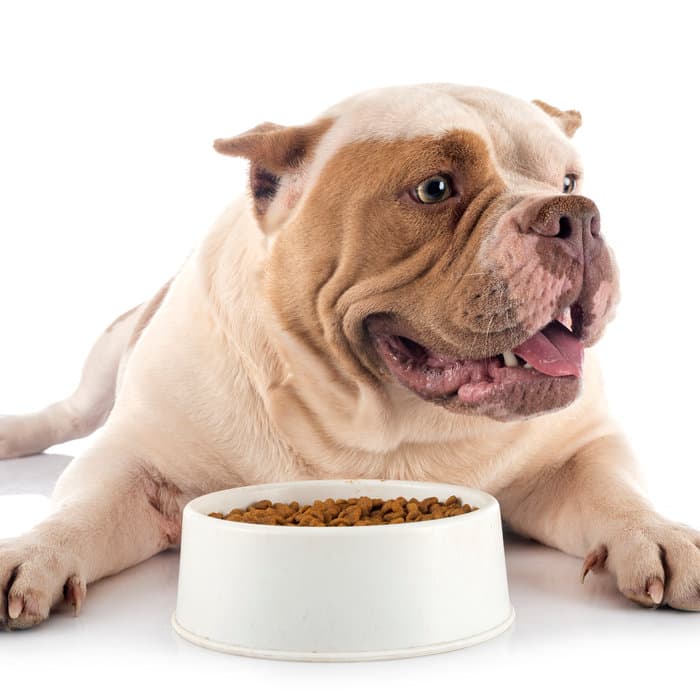 Dog with a food bowl