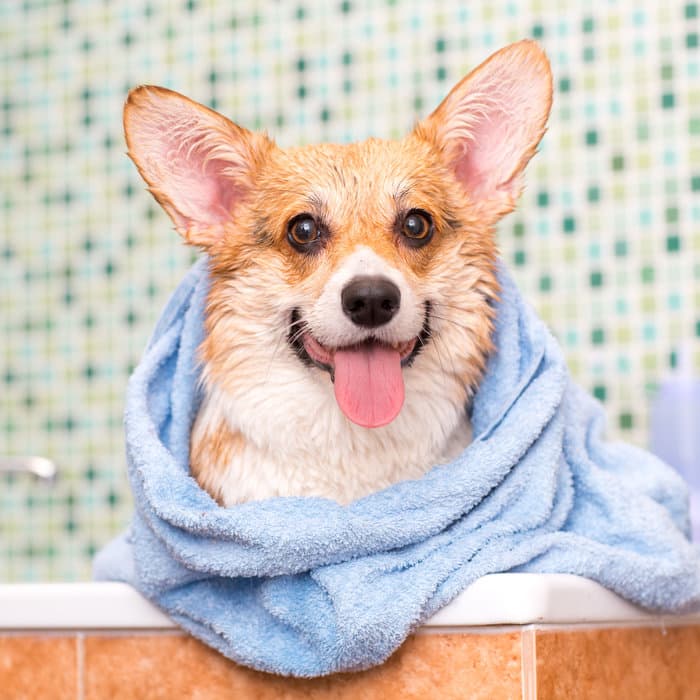 Groomer trimming a small dog's coat