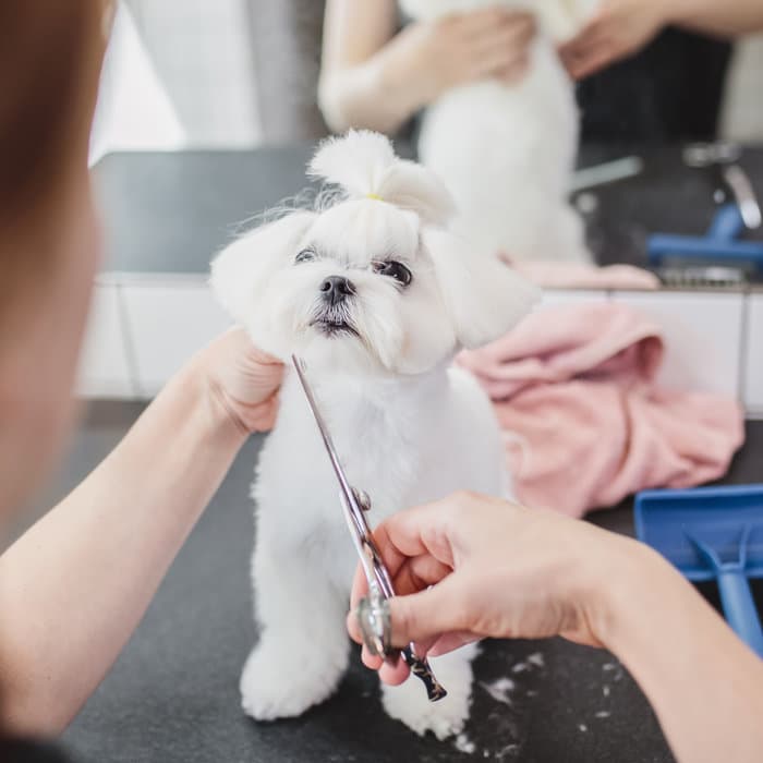 Groomer doing a nail trim