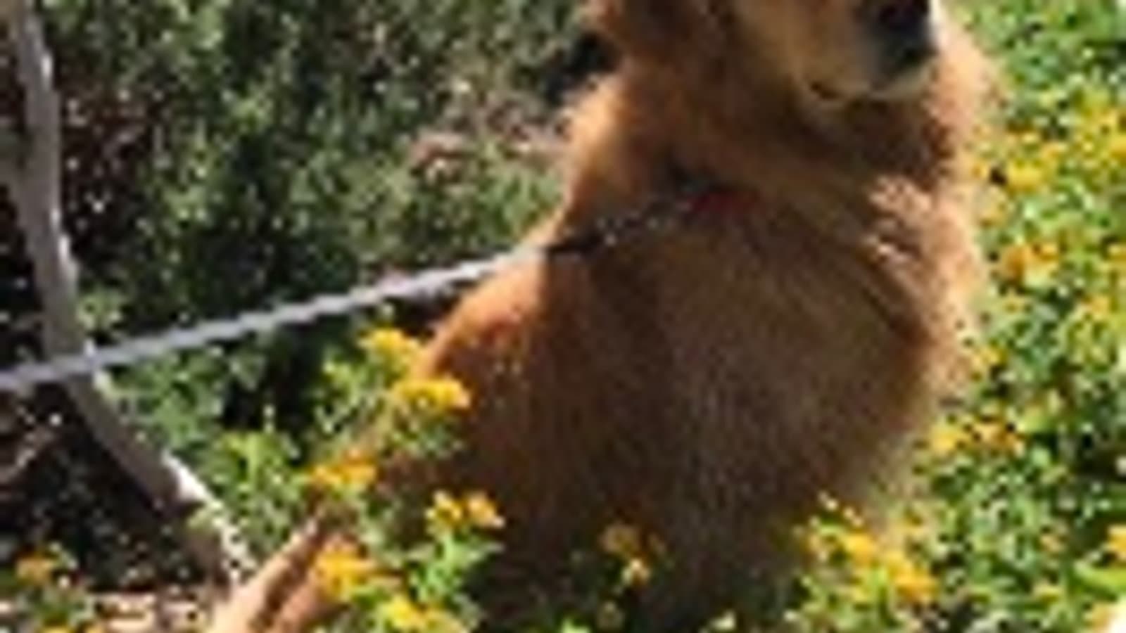 Dog outdoors on a bathroom break