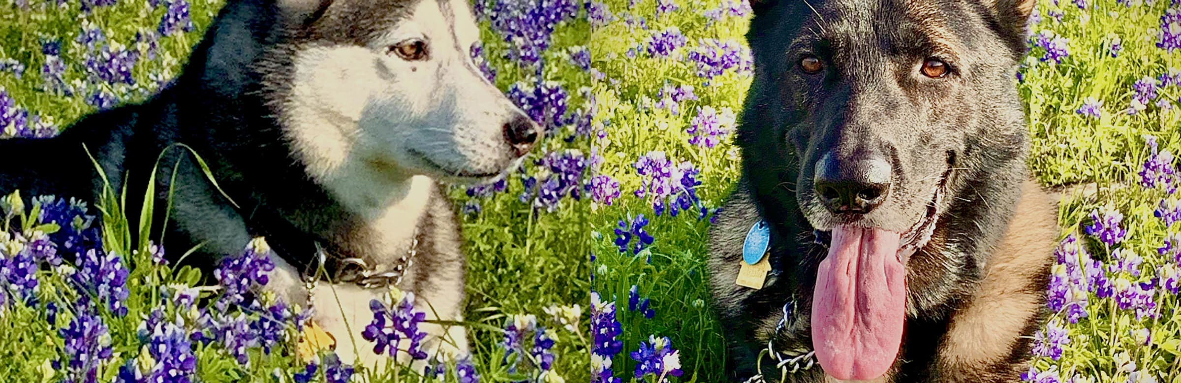 Two service dogs sitting in a bluebonnet field