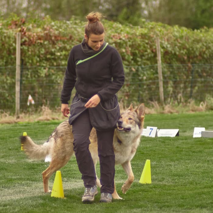 Dog training with distraction cones