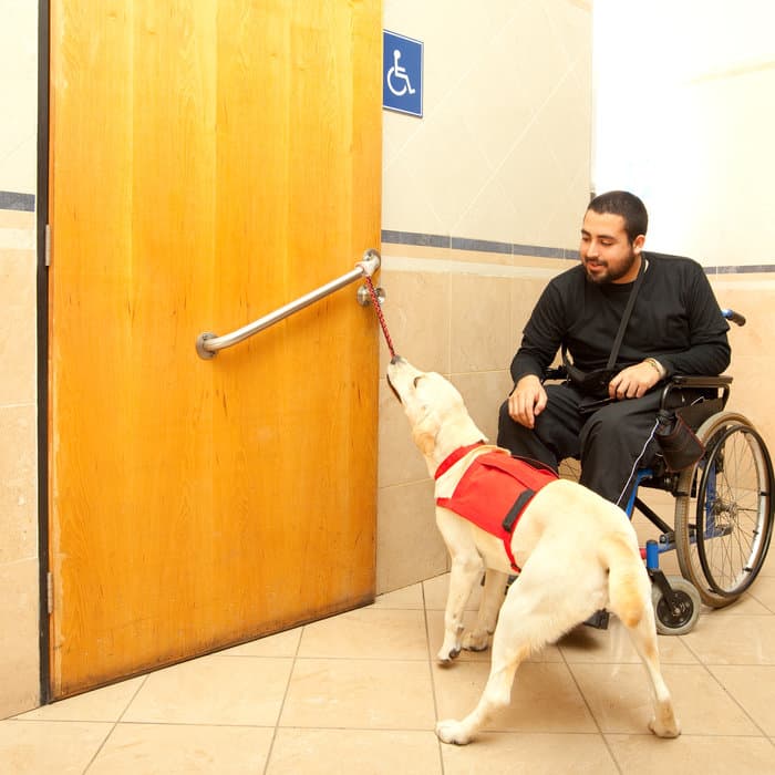 Service dog assisting a wheelchair user at a door