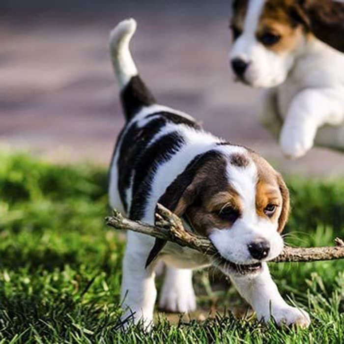 Puppy playing with a stick